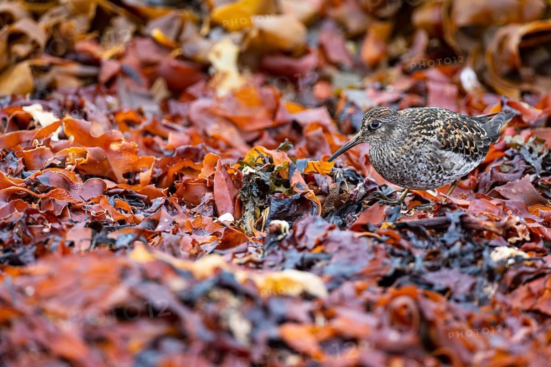 Dunlin