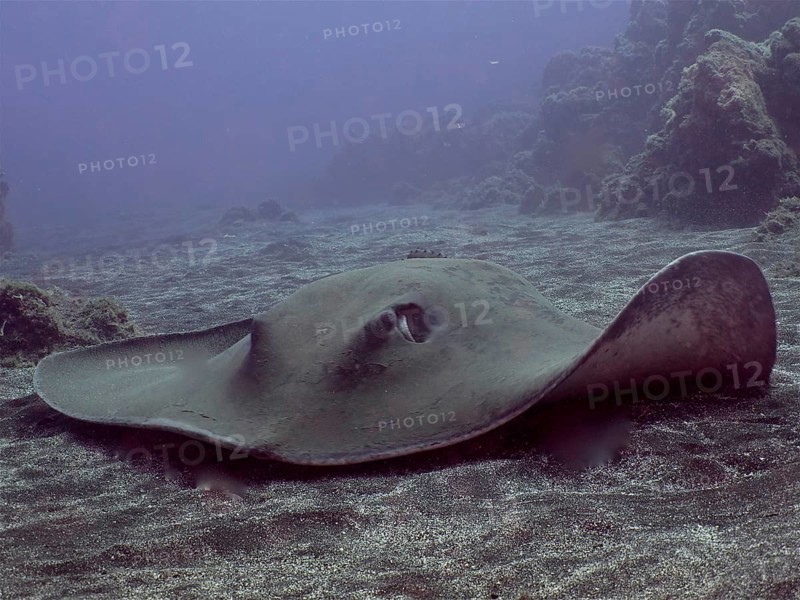 Round stingray