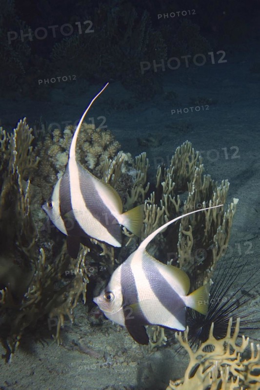 Pair of schooling bannerfish
