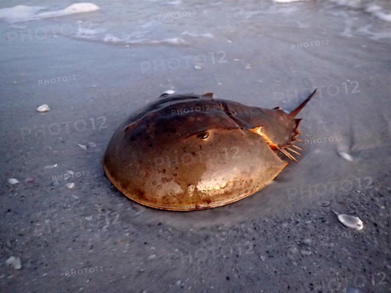 Atlantic horseshoe crab