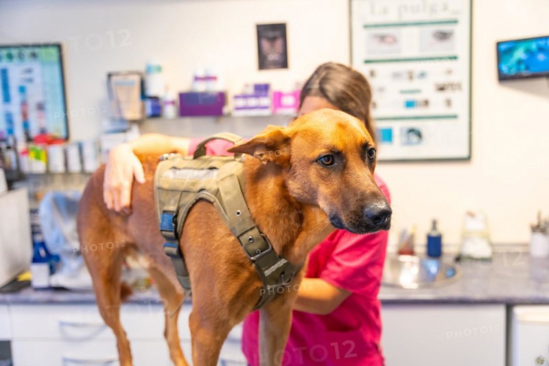 Veterinary clinic