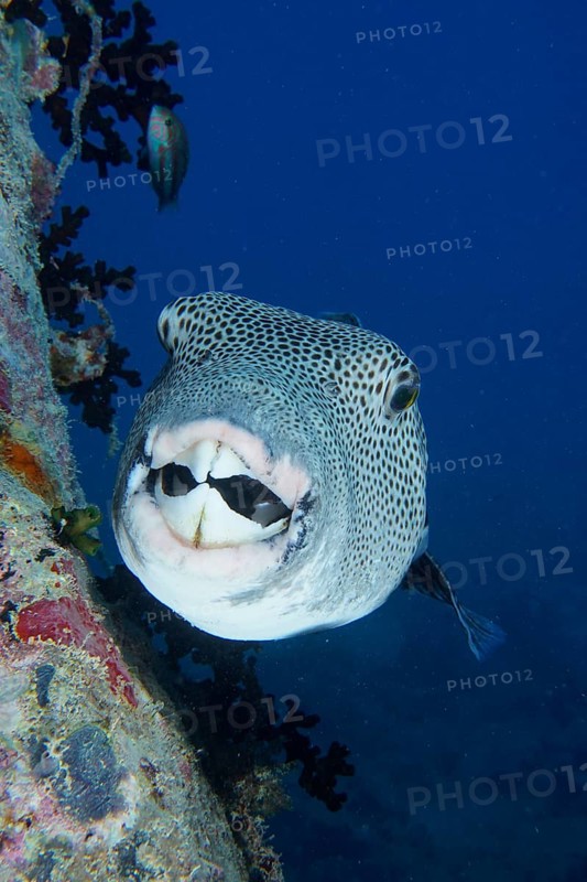 Portrait of star puffer