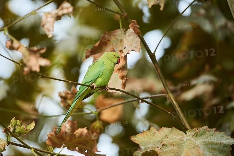 Monk parakeet