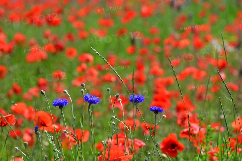 Blue cornflowers