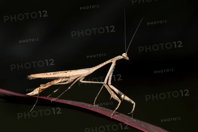 Asian jumping mantis