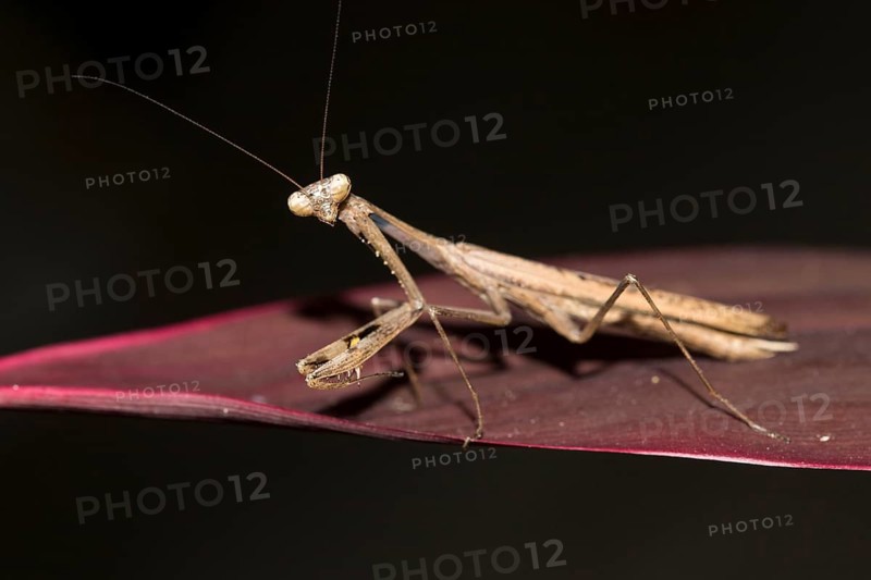 Asian jumping mantis