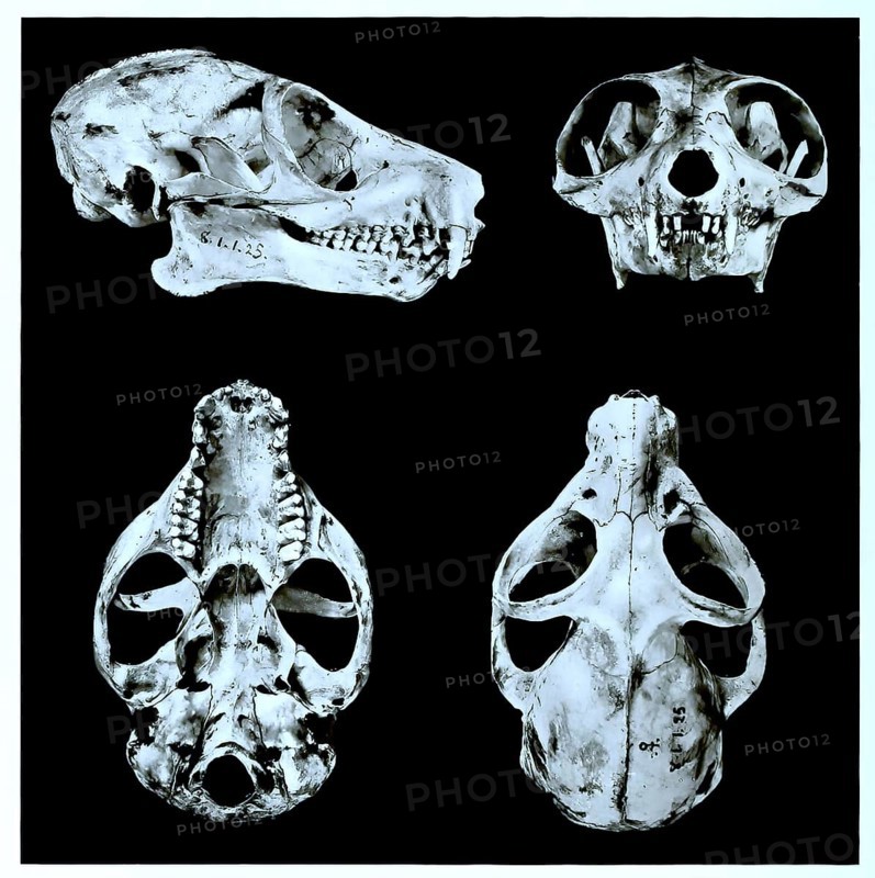Skull bone