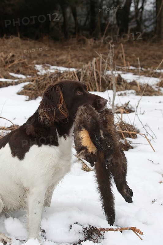Hunting dog small Muensterlaender retrieves killed pine marten