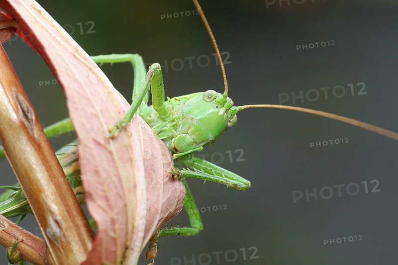 Bush-cricket