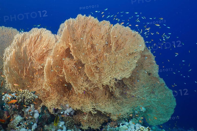 Giant sea fan