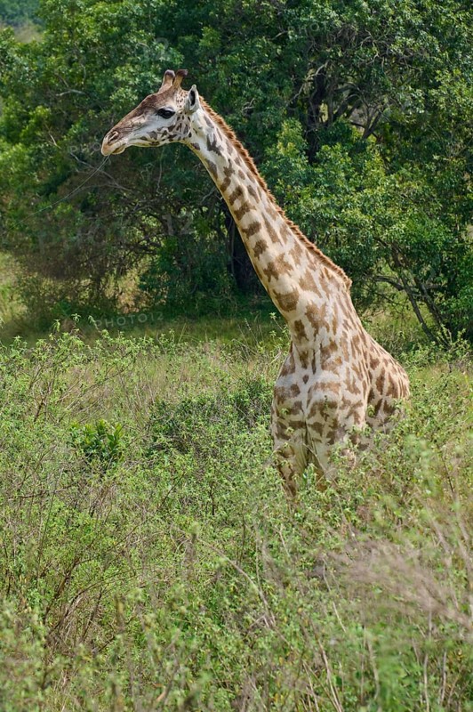 Masai giraffe