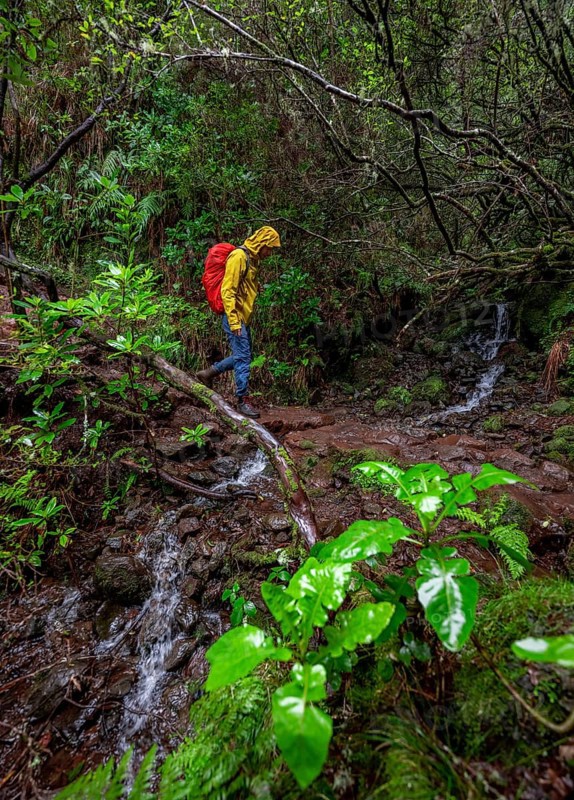 Hiker in dense forest