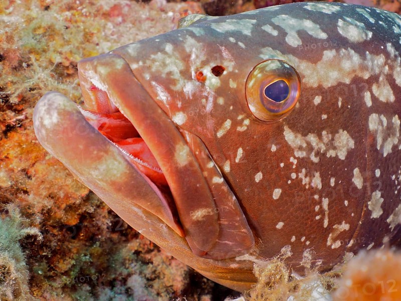 Close-up of dusky grouper
