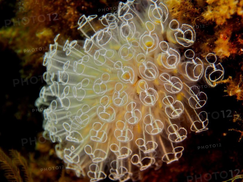 Translucent sea squirt