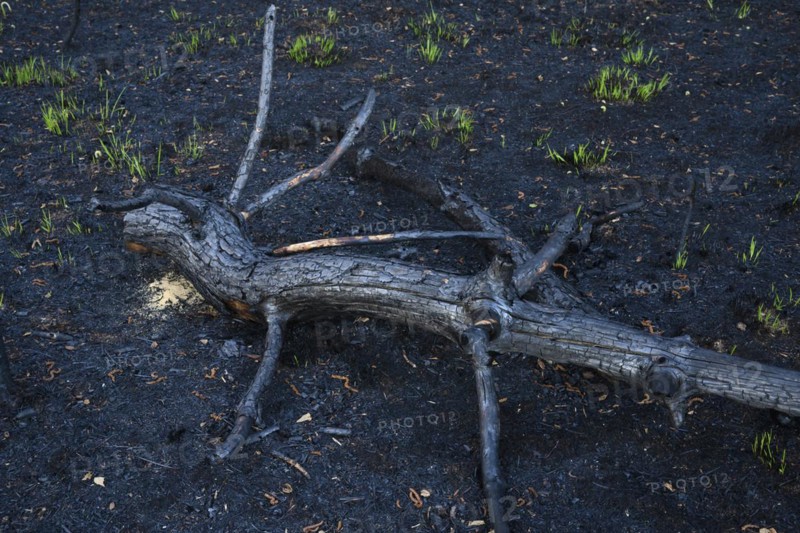Moor fire