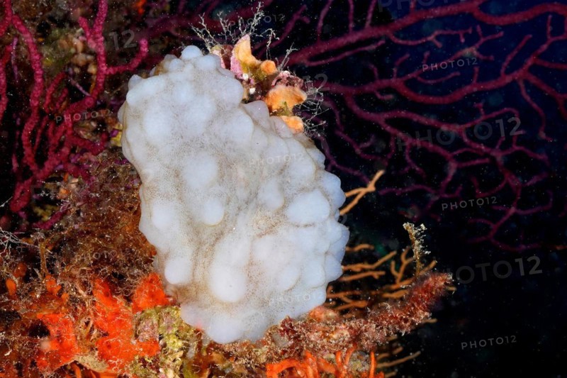 White sea squirt