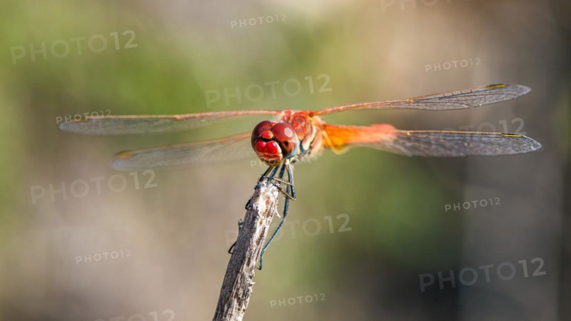 Red Veined Darter