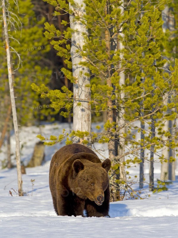 European brown bear