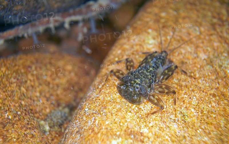 Larva of mayfly larva of veinlet