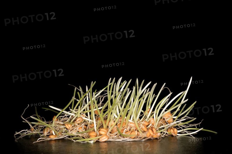 Durum