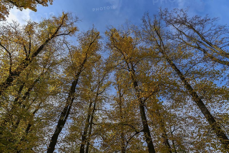 Autumn summer lime