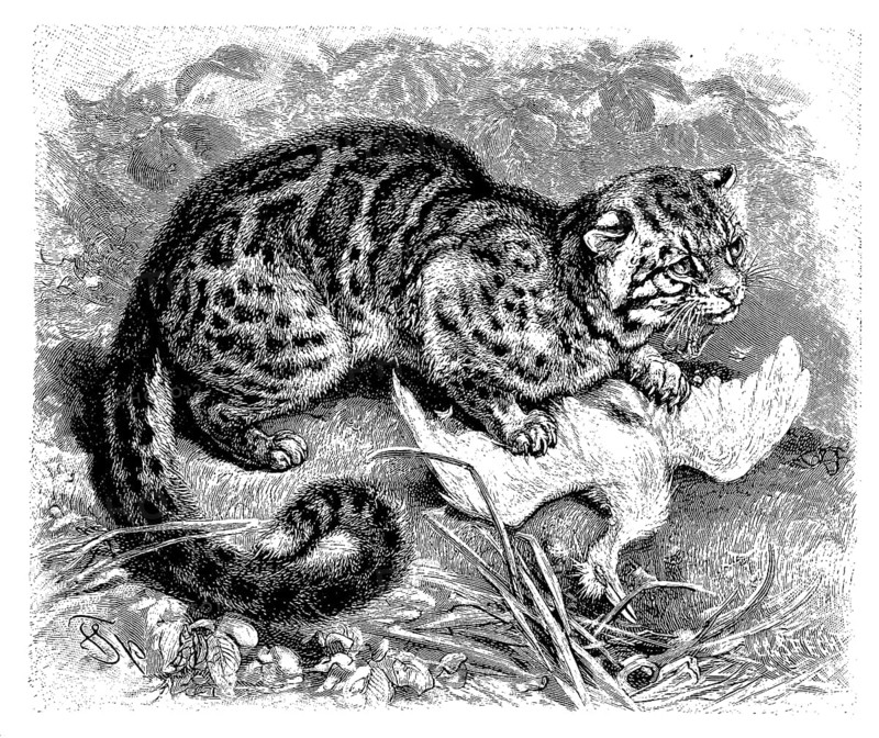 Marbled cat