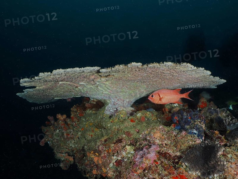 White fringed soldierfish