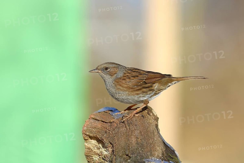Dunnock