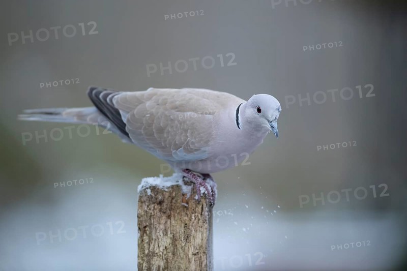 Eurasian collared dove