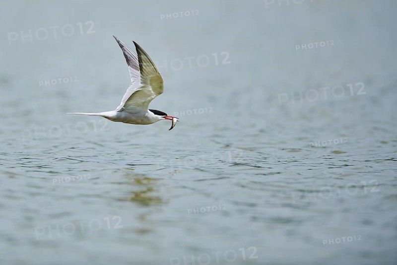 Elegant tern