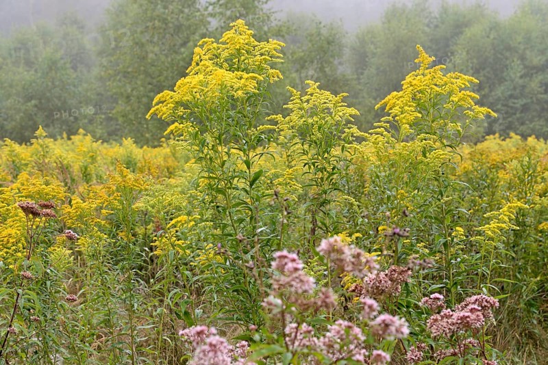 Hemp agrimony