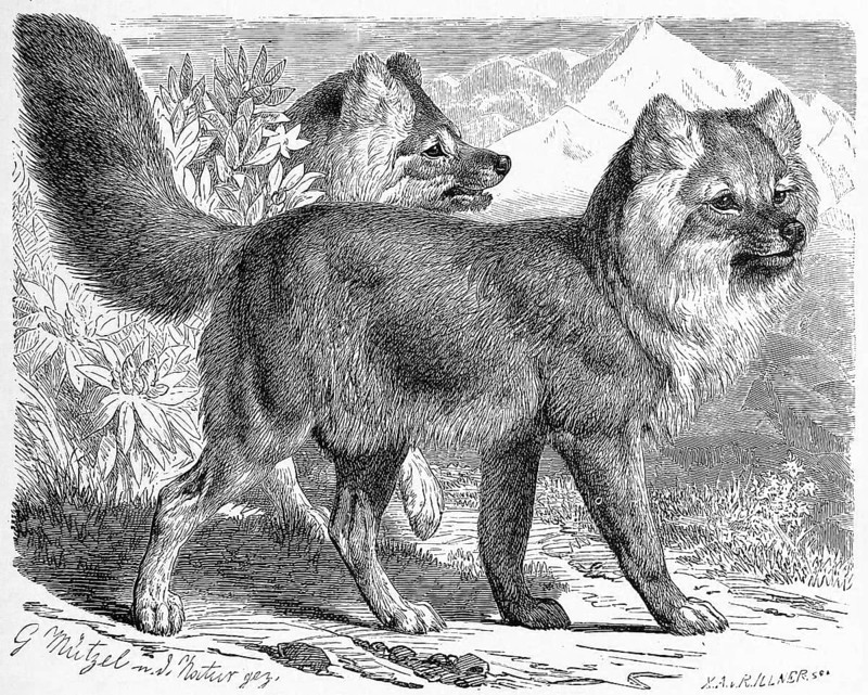Alpine Wolf