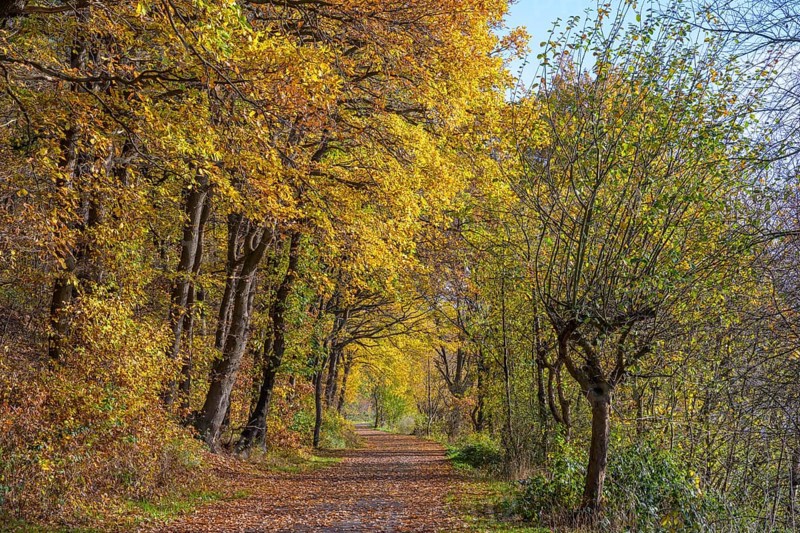 Path in autumn forest