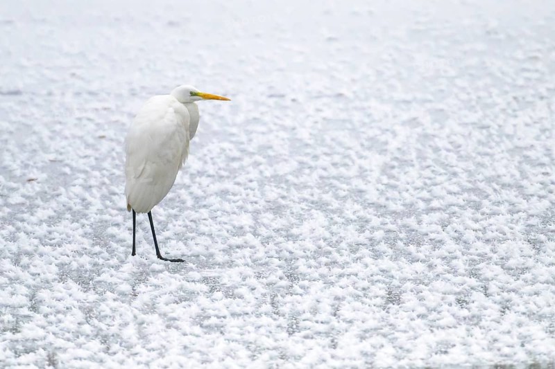 Great egret