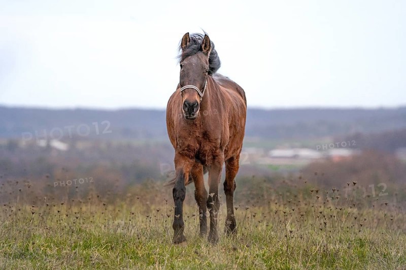 Horse on pasture