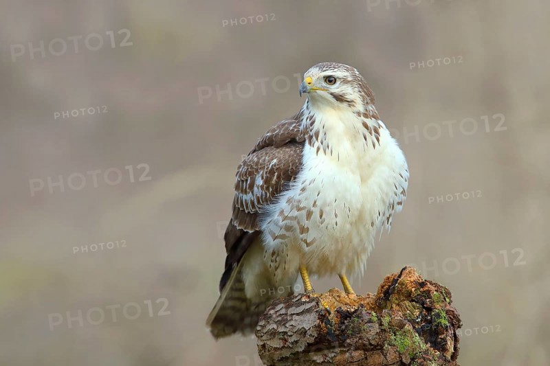 Common steppe buzzard