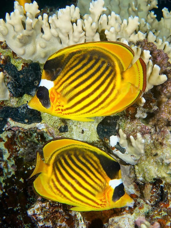 Pair of diagonal butterflyfish