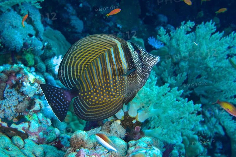 Indian desjardin's sailfin tang