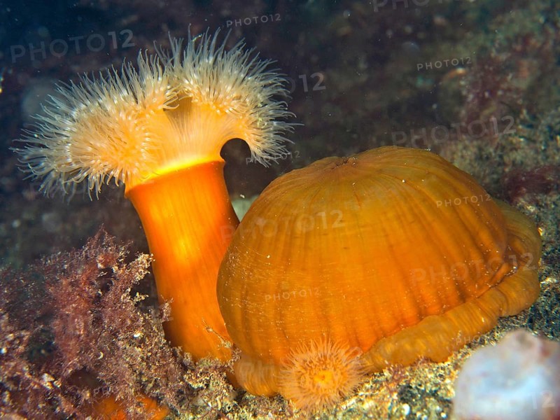 2 clonal plumose anemones