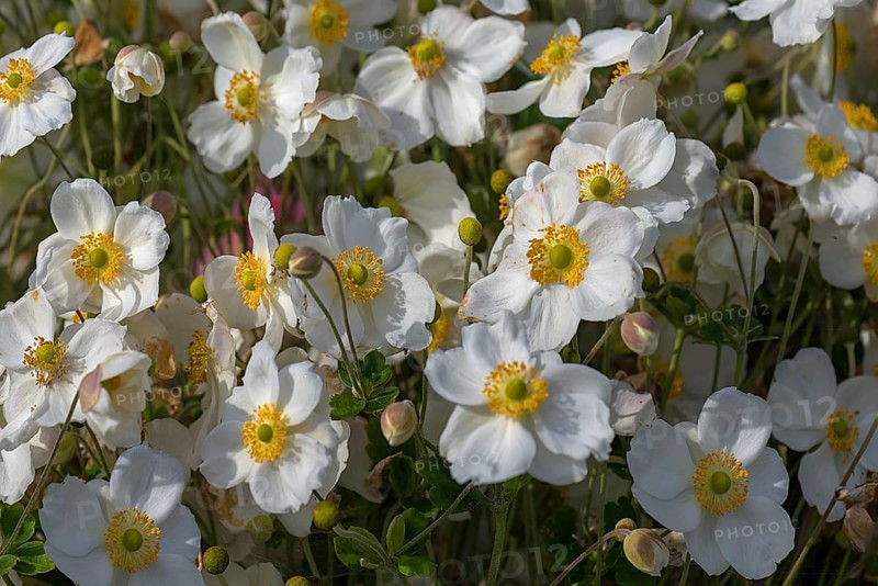 White-flowered chinese anemones