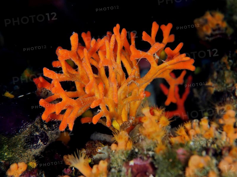 False coral