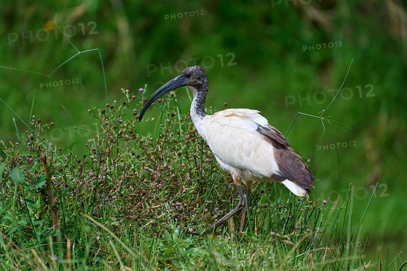 African Sacred Ibis