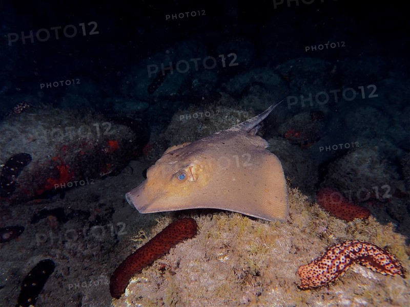 Common eagle ray