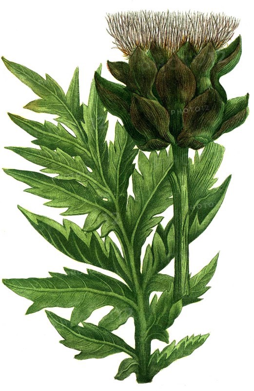 Botany