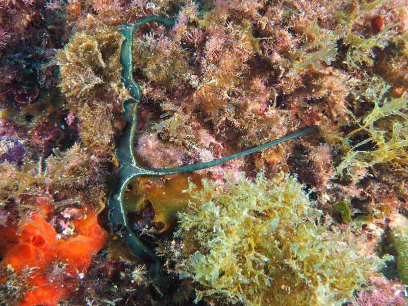 Green spoonworm