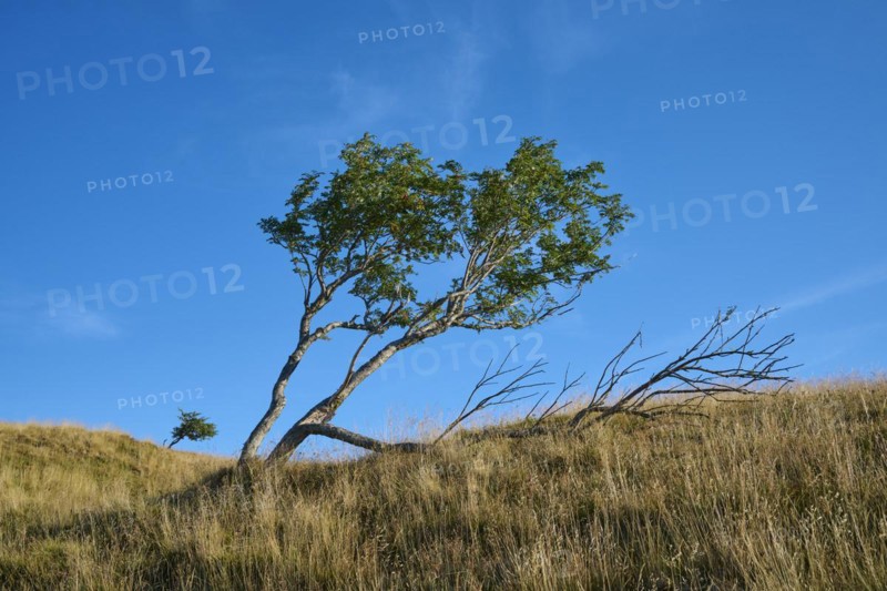 European rowan