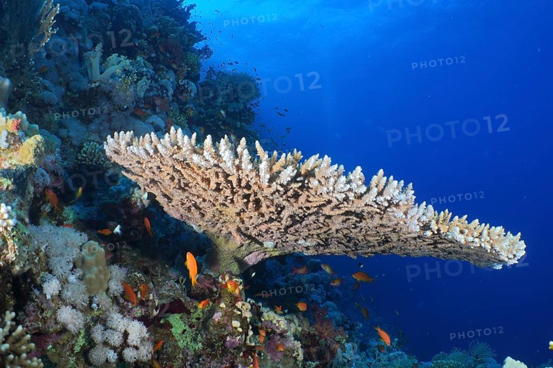 Pharaoh's coniferous coral