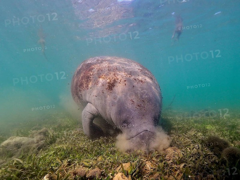 West indian manatee