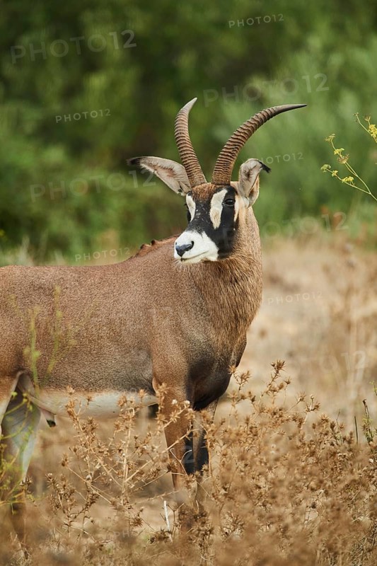 Sable antelope