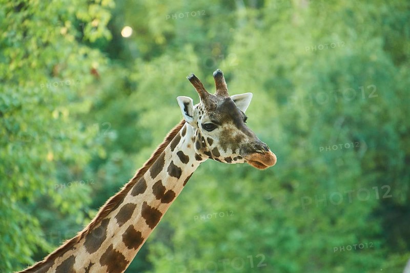 Reticulated giraffe